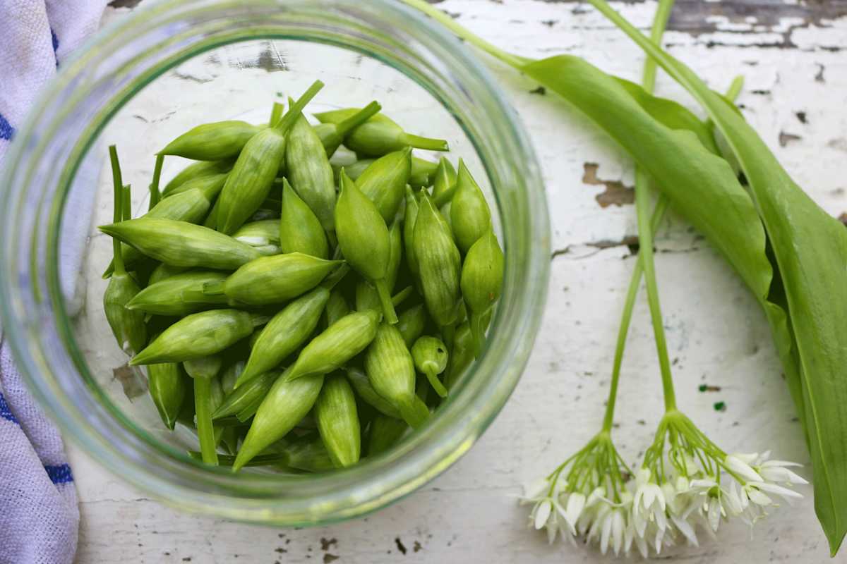 Blütenknospen des Bärlauchs