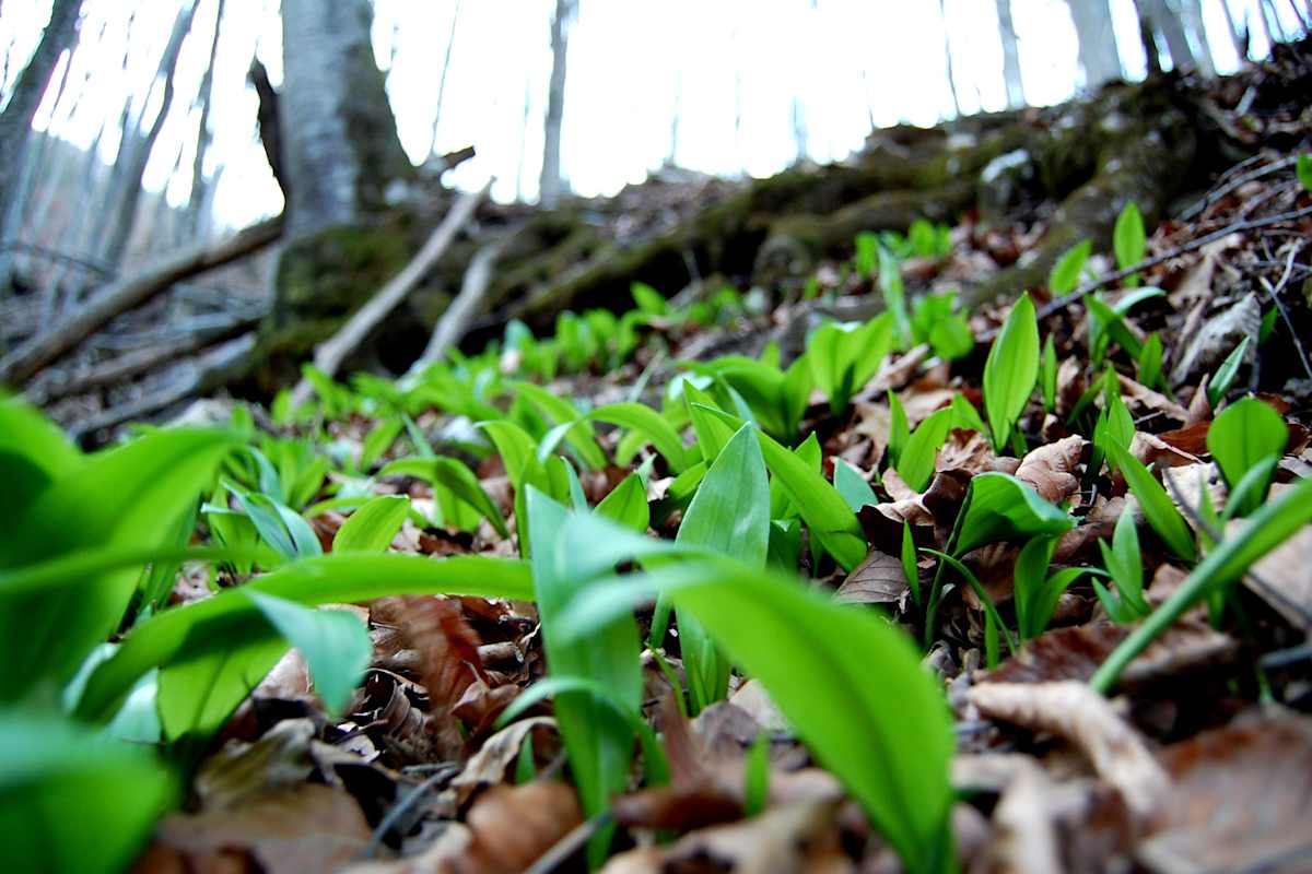 Die weiße Blüte des Bärlauchs