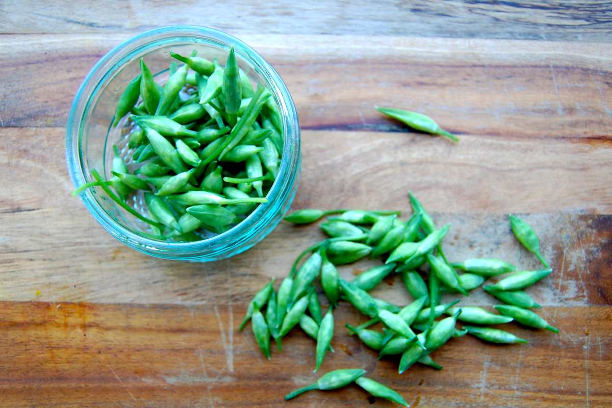 Bärlauchblütenknospen