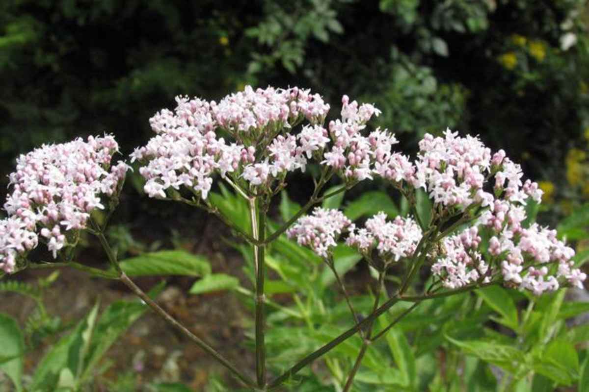 Ehrentag der Pflanze: Wildpflanzen & Heilkräuter