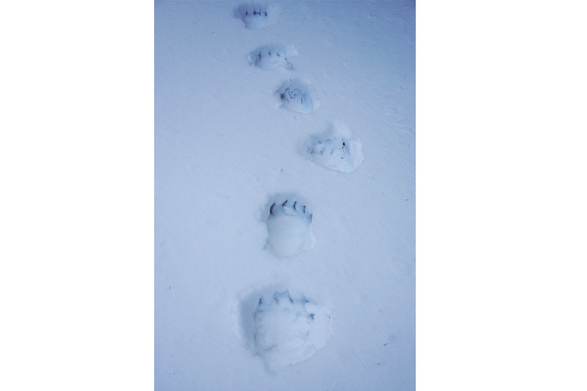 Transsilvanien: Braunbären-Spuren im Schnee