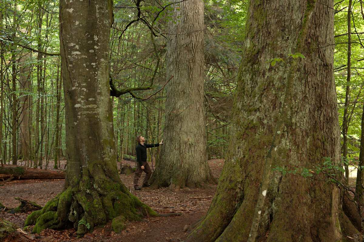 Nationalpark Bayerischer Wald