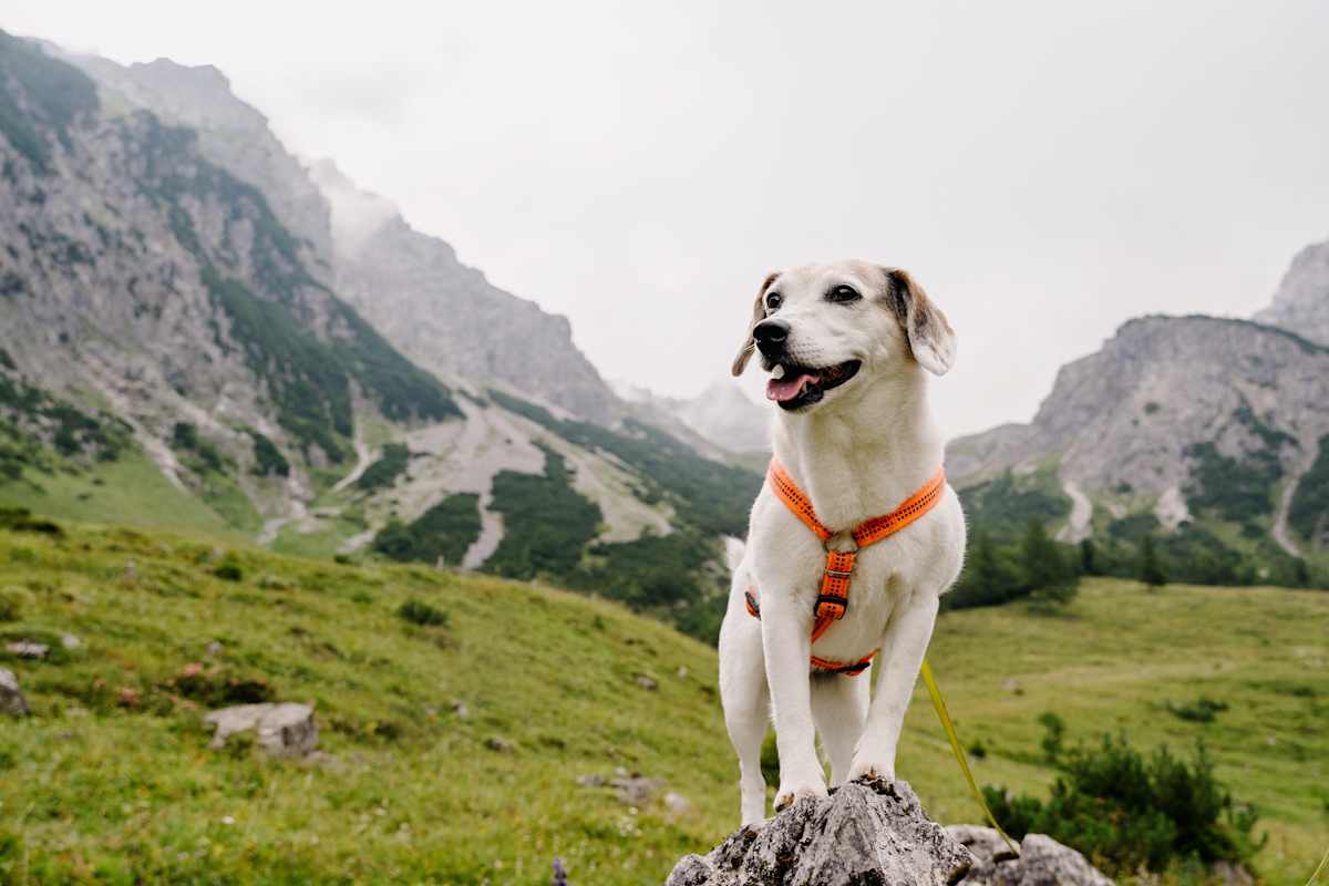 Mit dem Hund am Berg unterwegs.