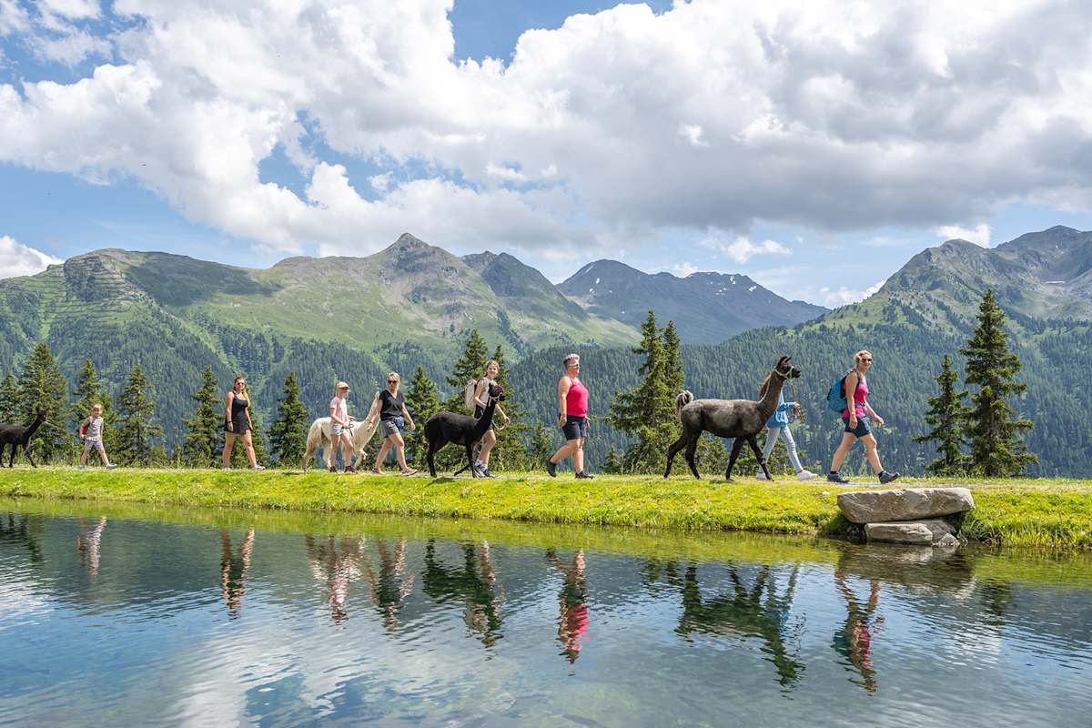 Ein unvergessliches Erlebnis: Wandern mit Alpakas inmitten der atemberaubenden Berglandschaft.