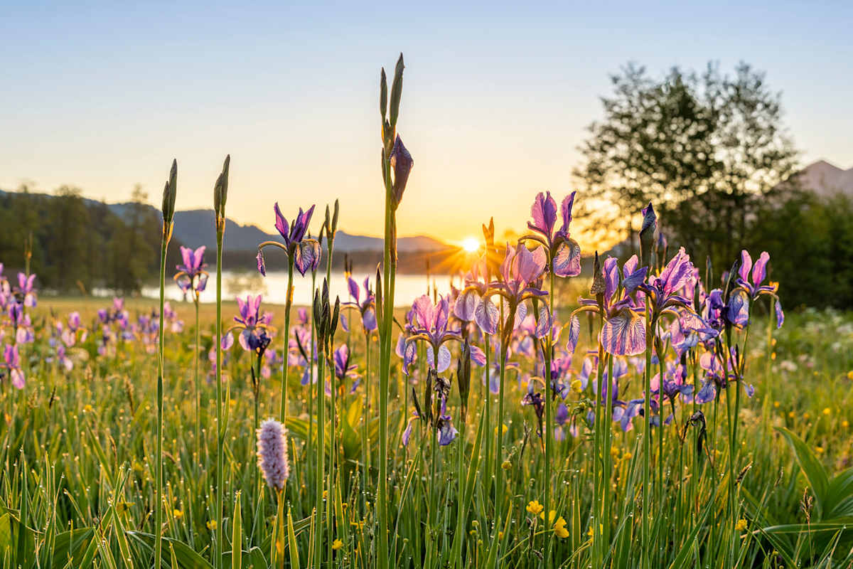 Zu sehen ist eine Blumenwiese mit zahlreichen violetten Alpenblumen und im Hintergrund ein alpines Panorama mit einem Sonnenaufgang.