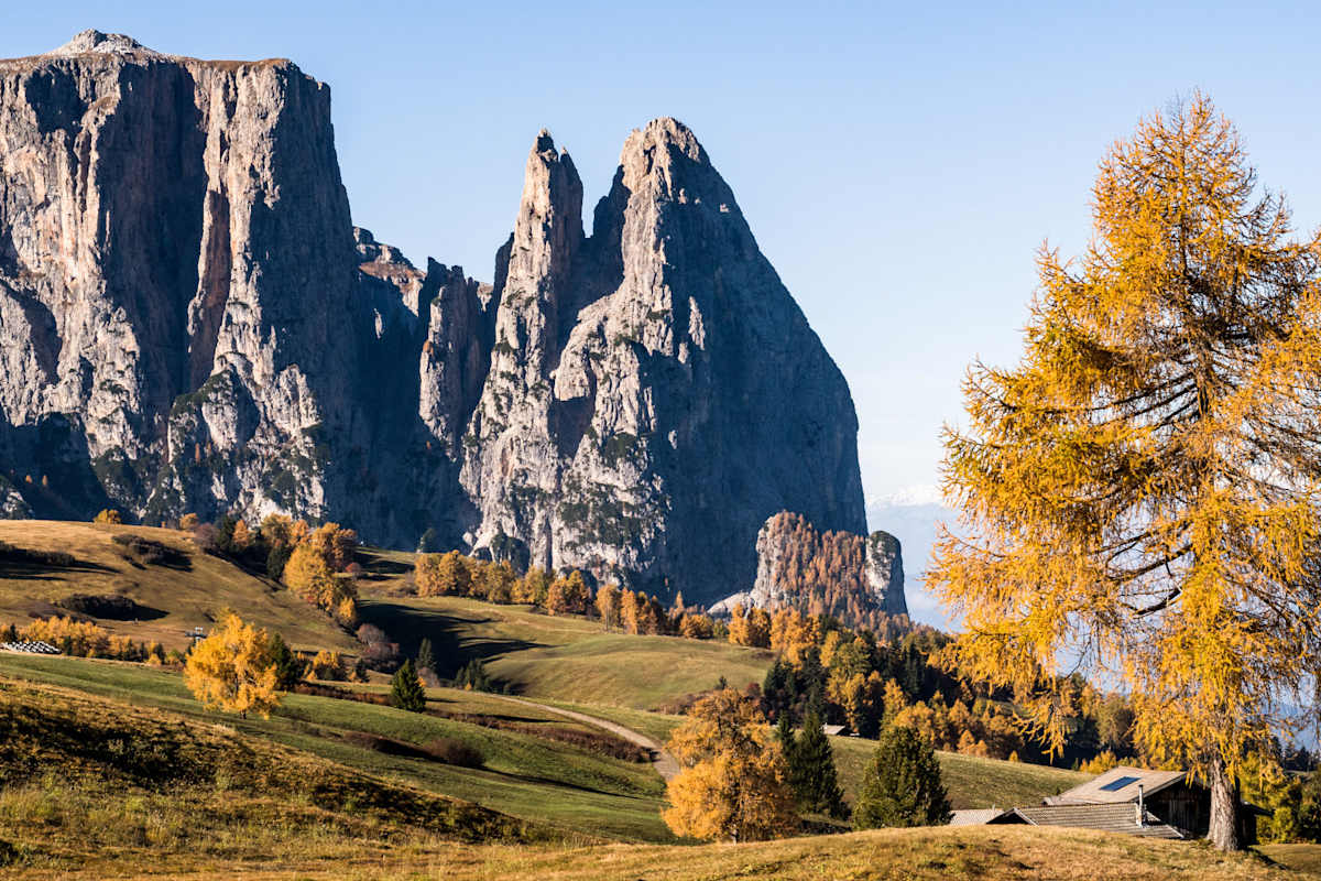 Herbstzauber auf der Seiser Alm: Zwischen goldgelben Lärchen recken sich die schroff-grauen Dolomitengipfeln in den Himmel.