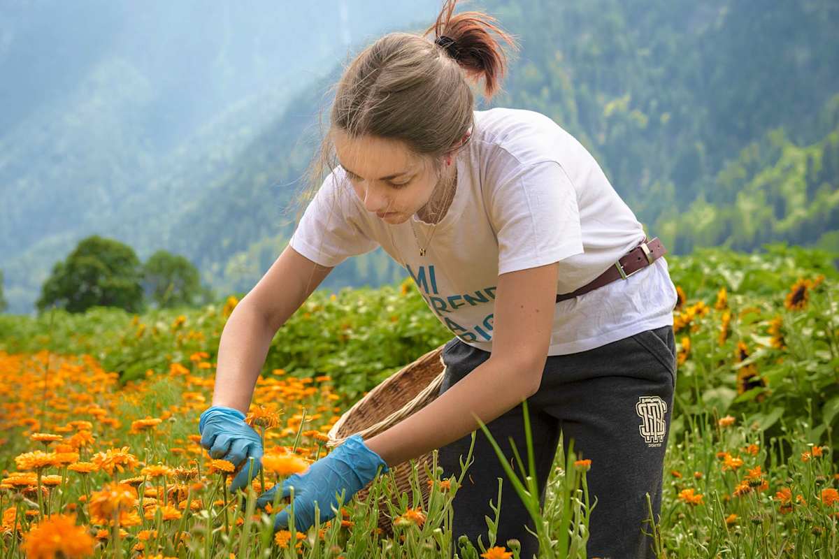 Eine Arbeiterin pflückt vorsichtig die Blüten.