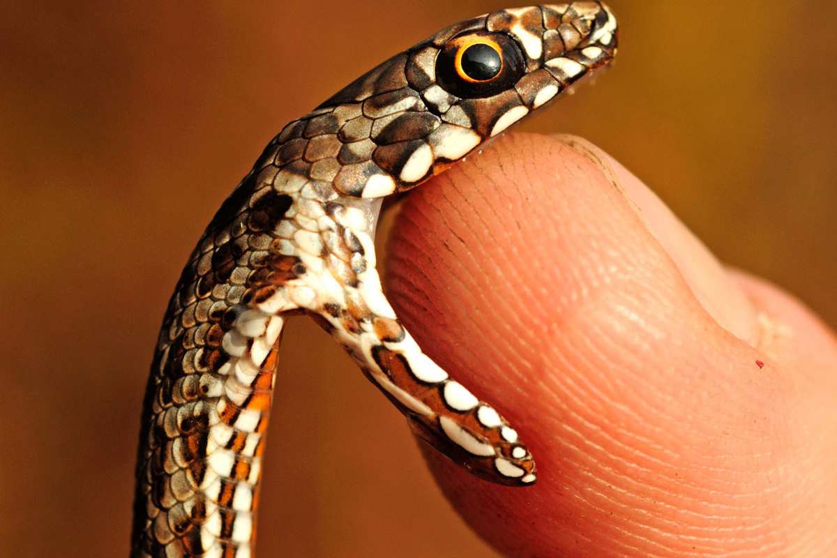 Nicht jeder Schlangenbiss fällt so zärtlich aus, wie dieser von einer jungen Eidechsennatter