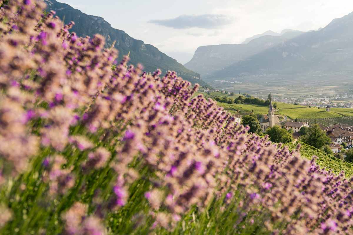 Blütenübersähte Hänge erfreuen im Südtiroler Frühling das Auge.