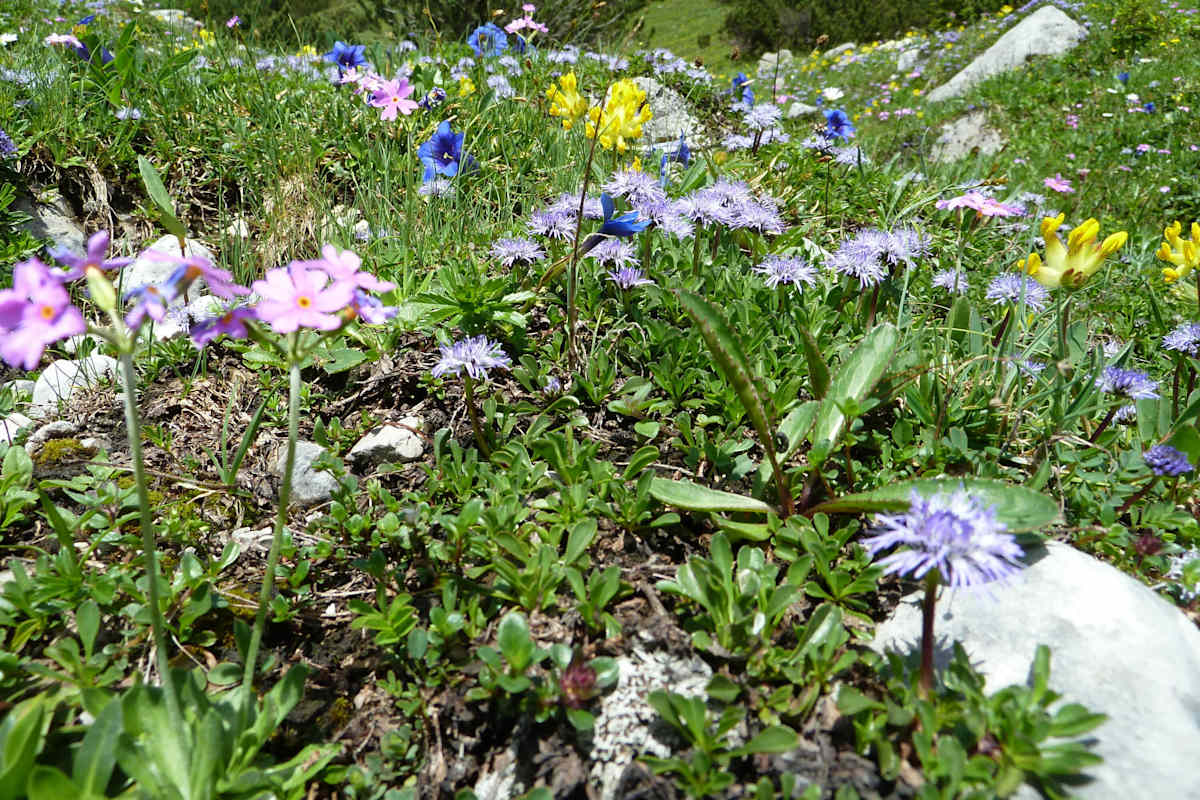 Blumenvielfalt im Karwendel