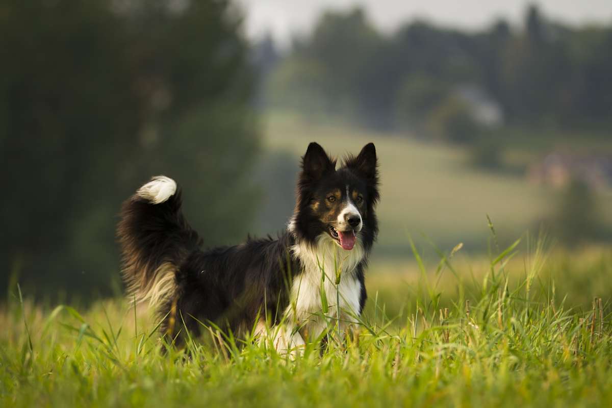 Border Collie im Gelände