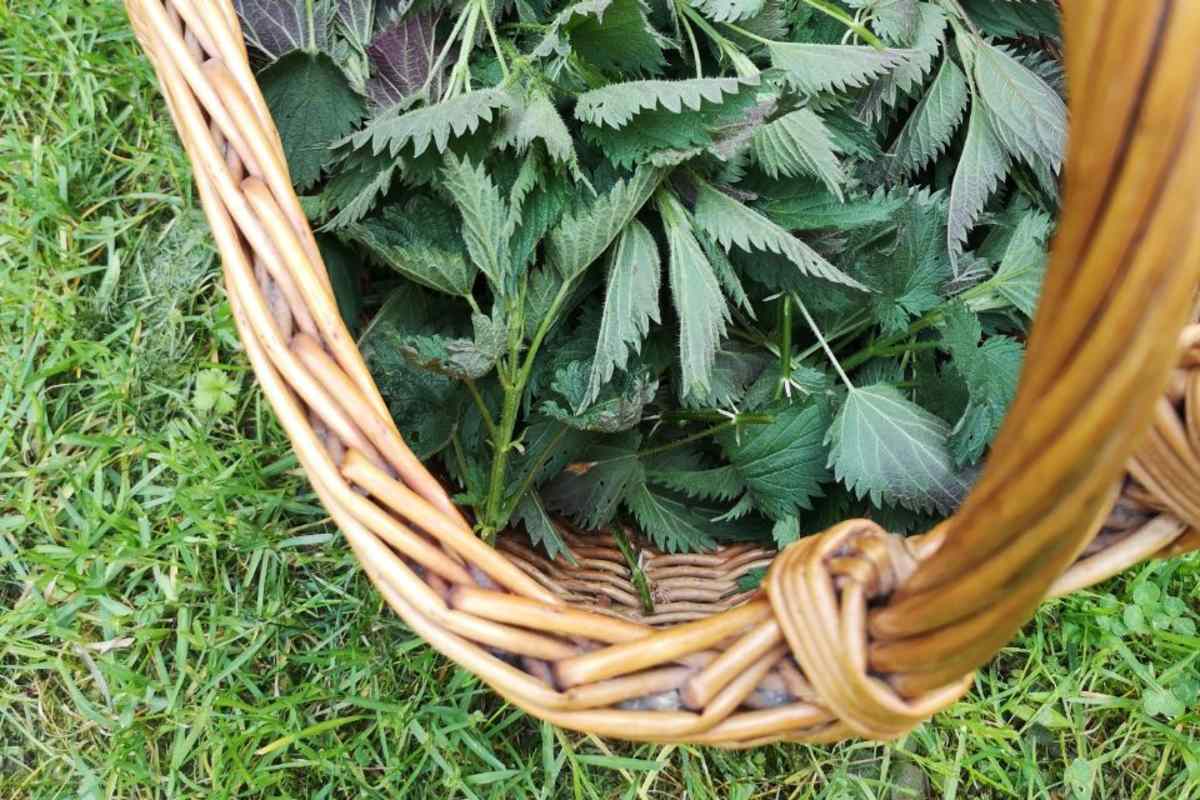 Brennnessel kann von Frühling bis Herbst gesammelt werden