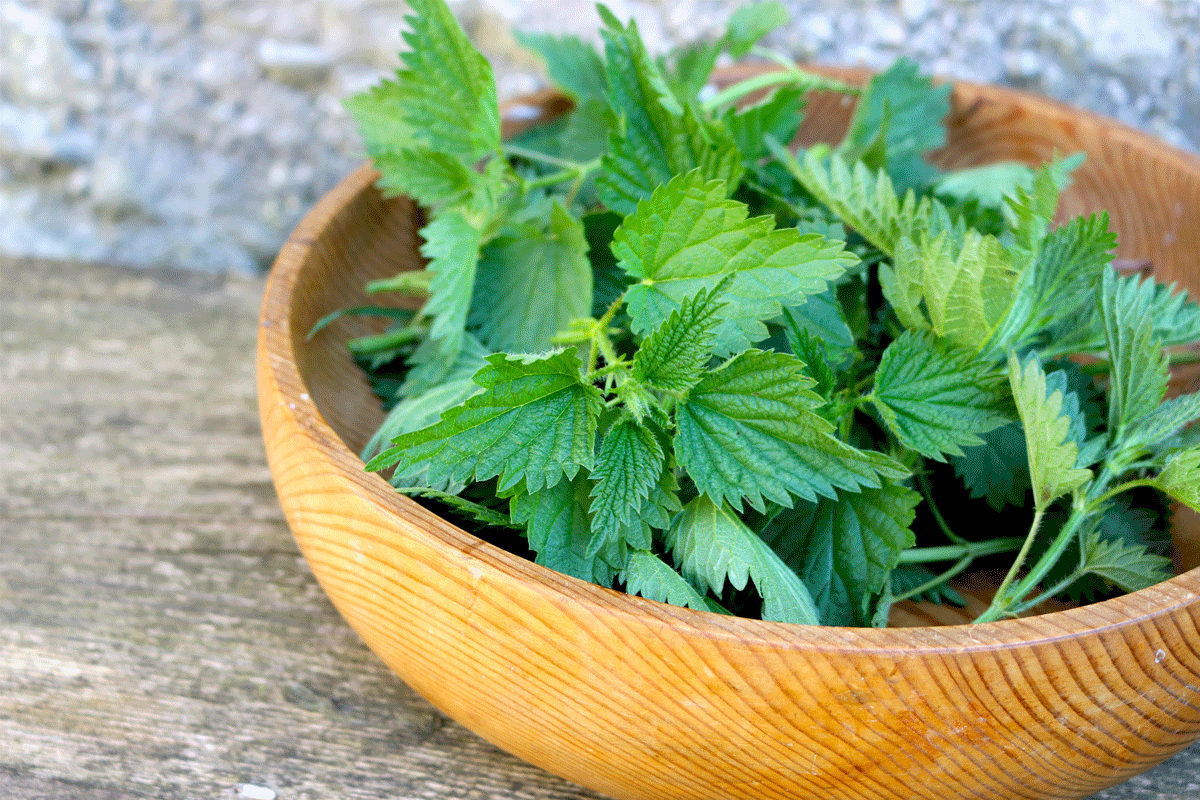 Frisch gesammelt: Die lokale Brennnessel ist ein echtes Superfood