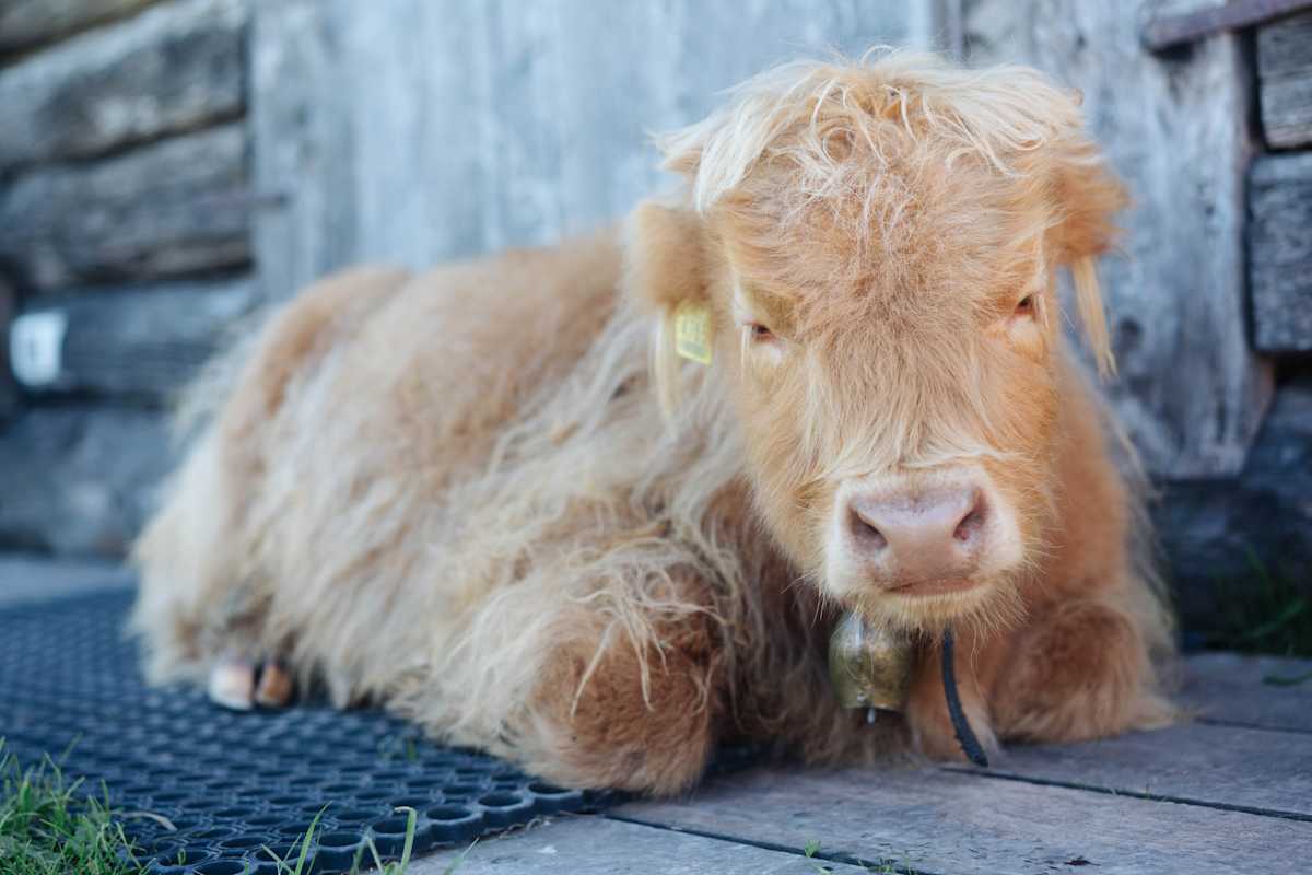 Ein Kalb auf der Fornella-Alm.