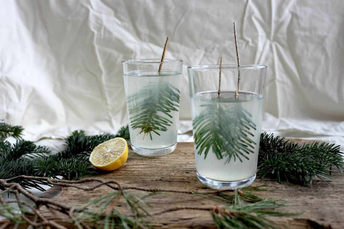 Die „Heiße Fichten-Zitrone" - ein wohltuendes Getränk in der Erkältungszeit