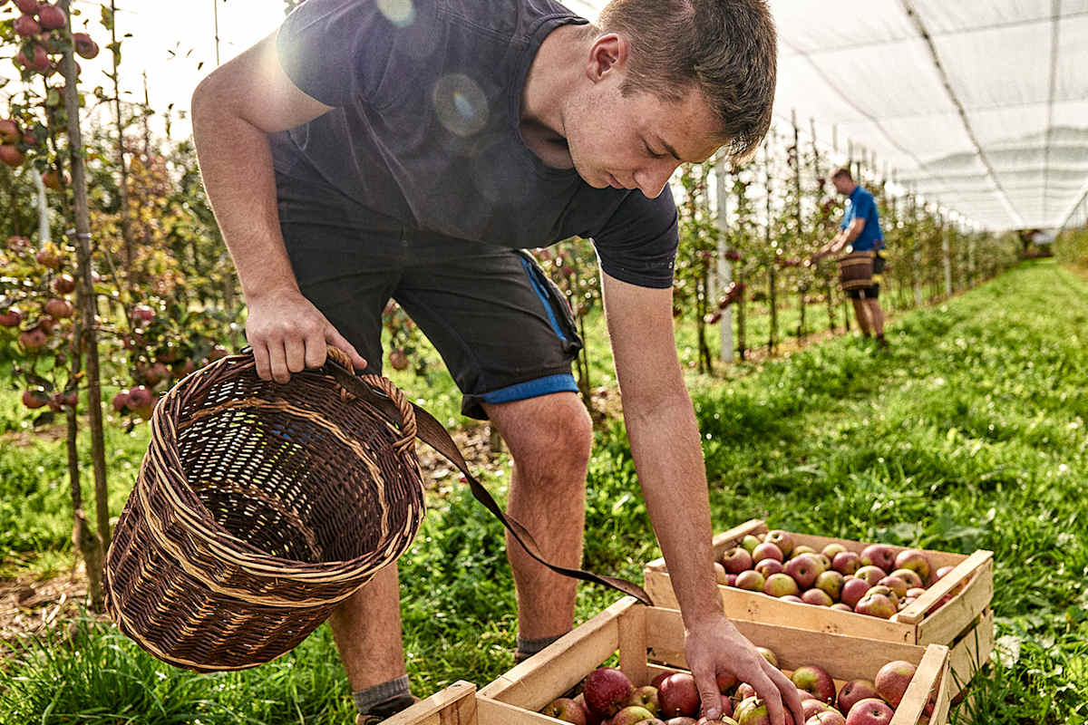 Obstbau ist oft eine sekundäre Einkunftsquelle für Bergbauern.