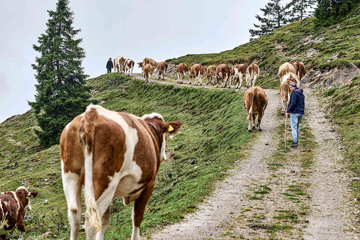 Beim Almabtrieb werden die Kühe von den Almen hinab in die winterfesten Ställe am Hof getrieben.