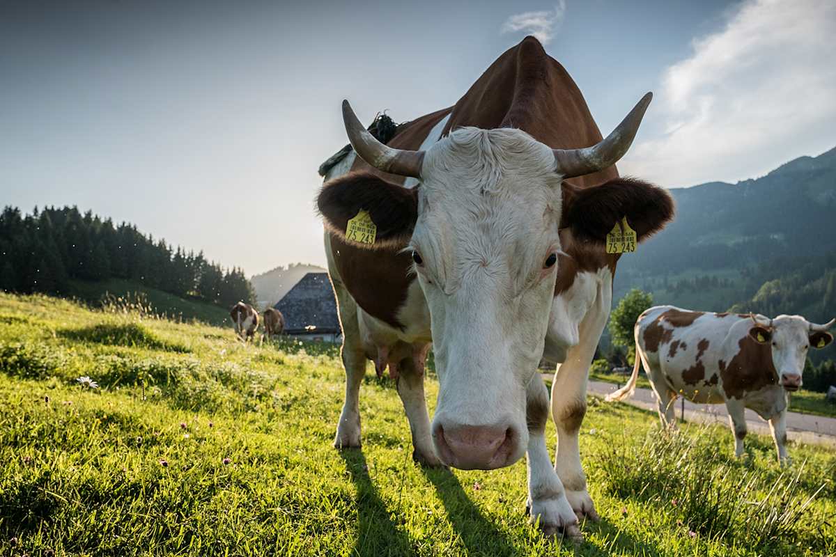Die Milch für den Käse kommt von Höfen aus der Region.