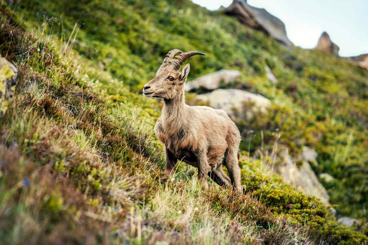 Ein Steinbock in freier Natur.