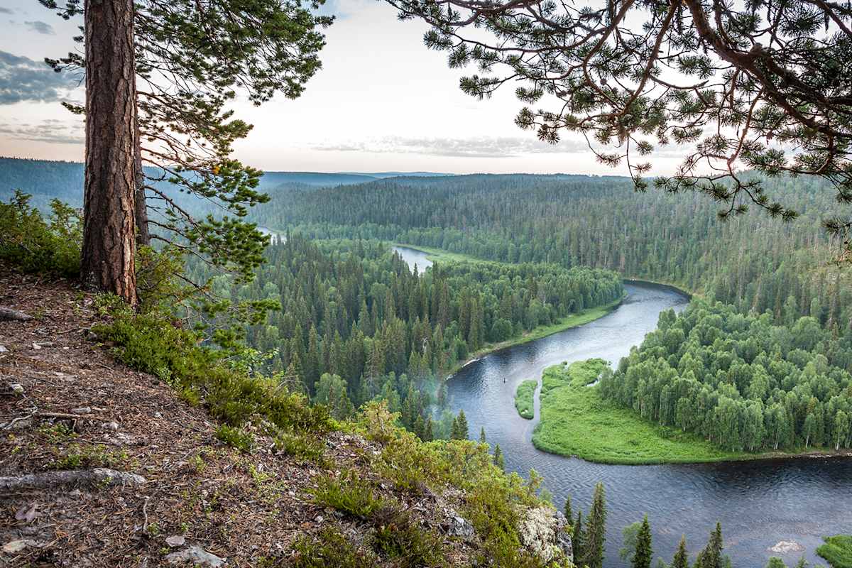 Fichtenwälder, wilde Flüsse, unberührte Landschaft.