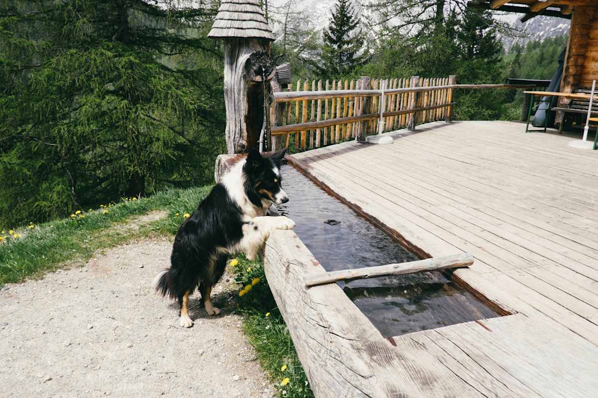 Wassertränke mit Hund