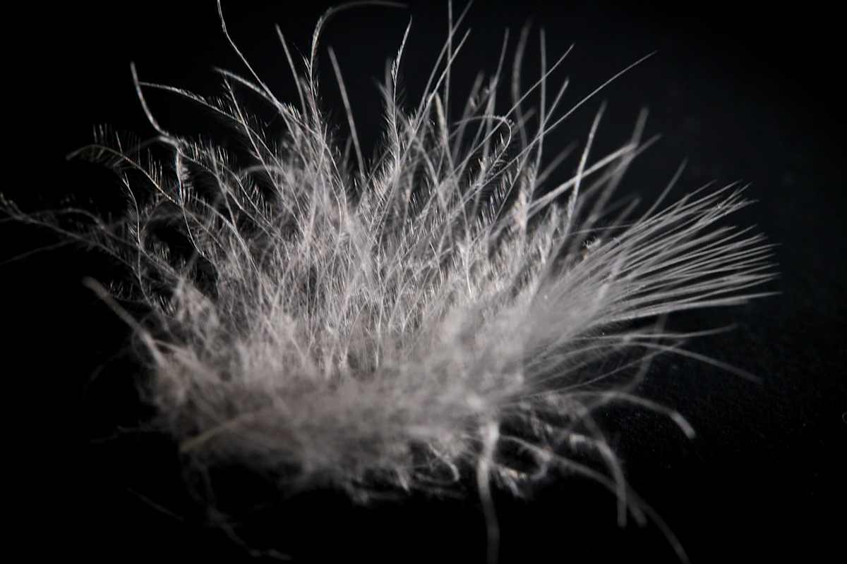 Nahaufnahme einer Flaumfeder mit ihren Verästelungen