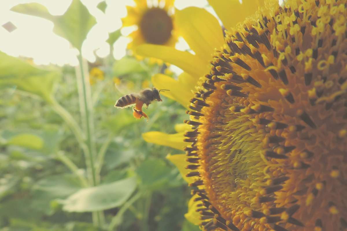 Die Biene gilt als einer der wichtigsten Bestäuber im Tierreich der Insekten