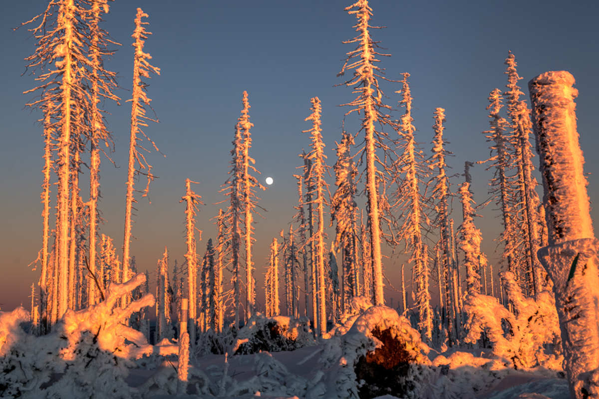 Winterwanderung Dreisessel - Hochkamm, Bayerischer Wald