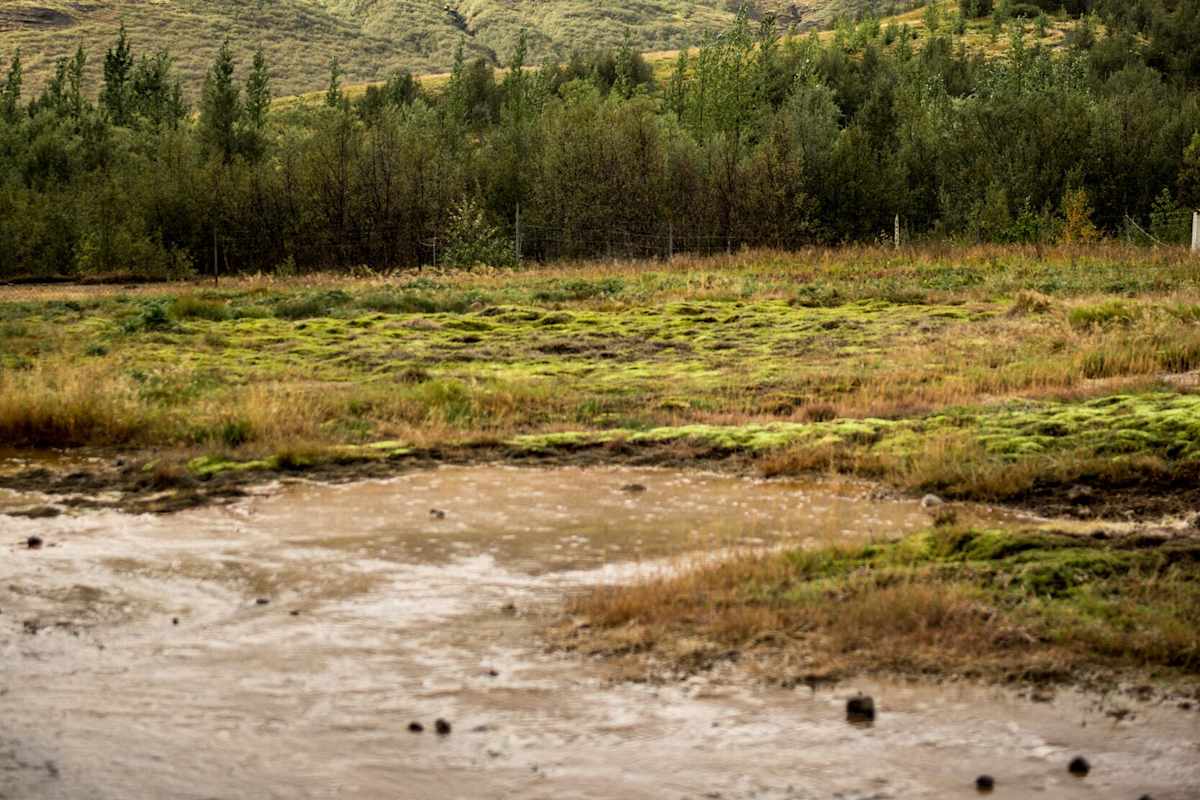 Grauer Himmel, ein leicht bewachsener Berg und Nadelbäume auf bemoostem Boden im Vordergrund