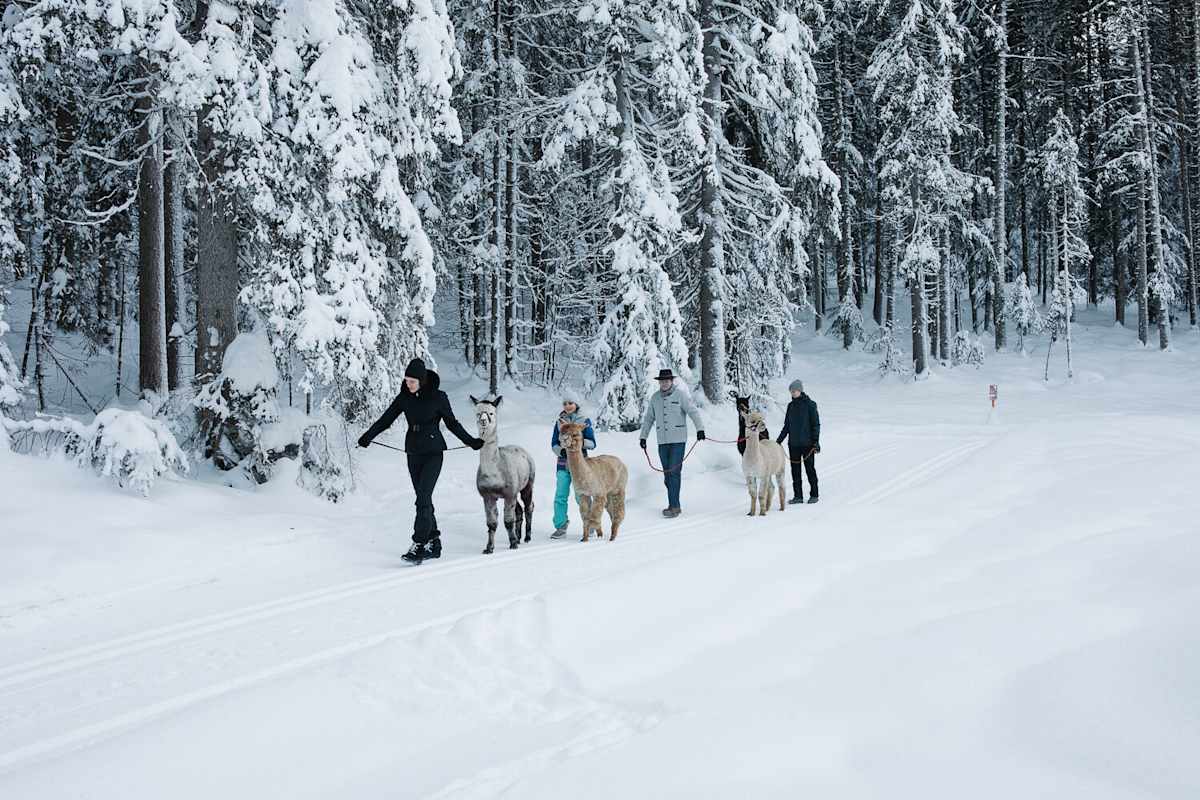 Bei einer Alpaka-Wanderung geben die Tiere den Takt vor.