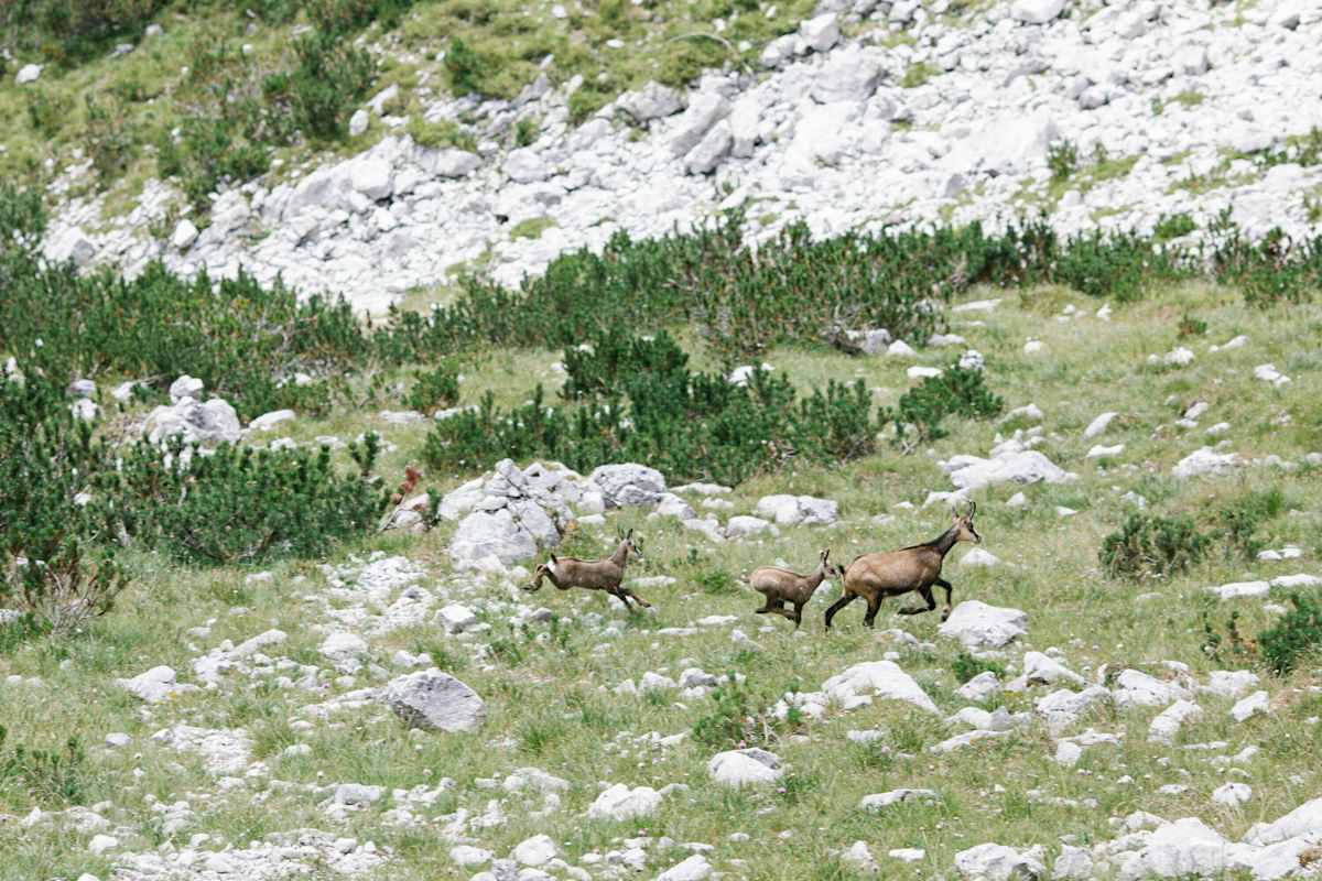 Gämsen flüchten