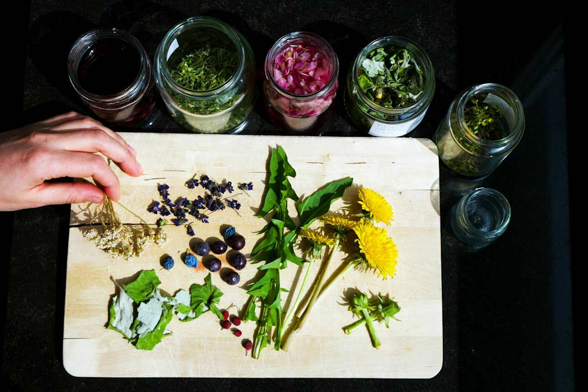 Ehrentag der Pflanze: Wildpflanzen & Heilkräuter