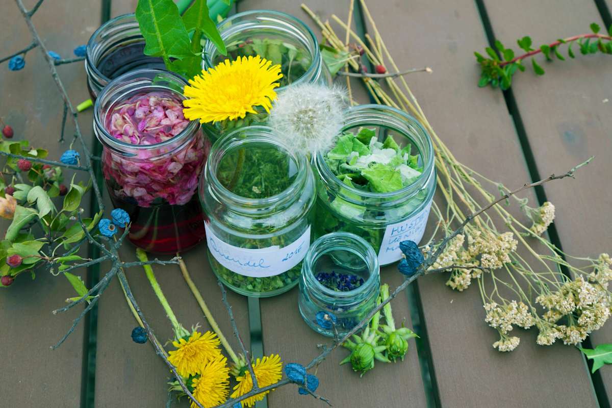 Ehrentag der Pflanze: Wildpflanzen & Heilkräuter