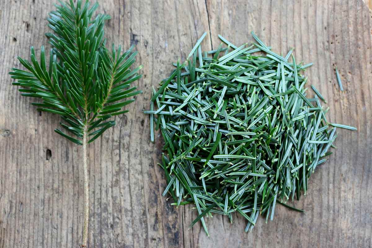 Die Nadeln der Nadelbäume, wie jene der Tanne, werden in der Naturheilkunde seit jeher für die gesundheitliche Zwecke genutzt