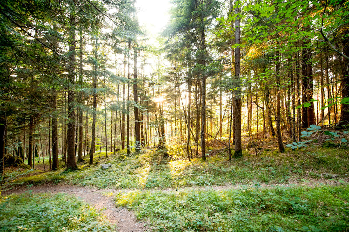 Ein wunderschöner Laubwald, die Sonne blitzt durch.
