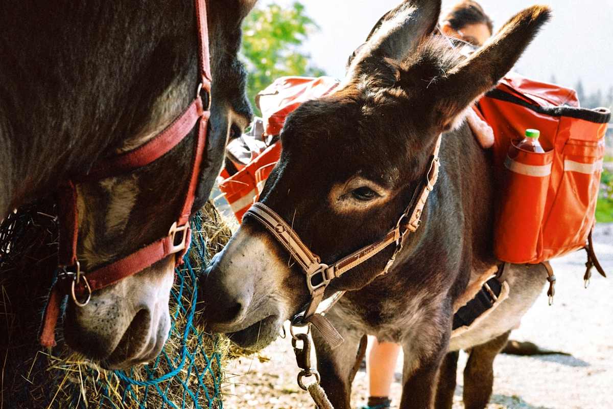 Esel beim Essen am Lasingerhof.