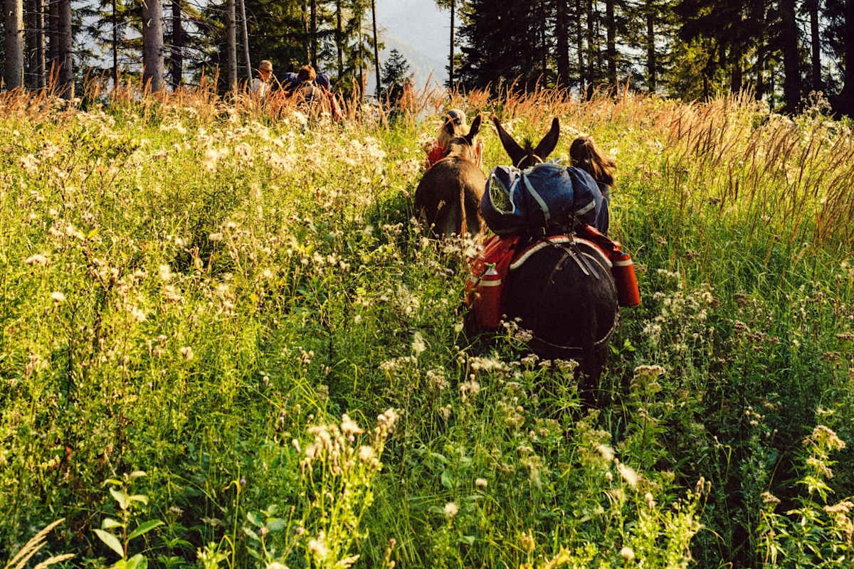 Eselwanderung über eine Waldlichtung.
