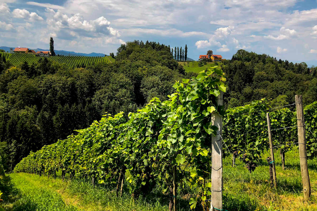 Weinberge in der Südsteiermark