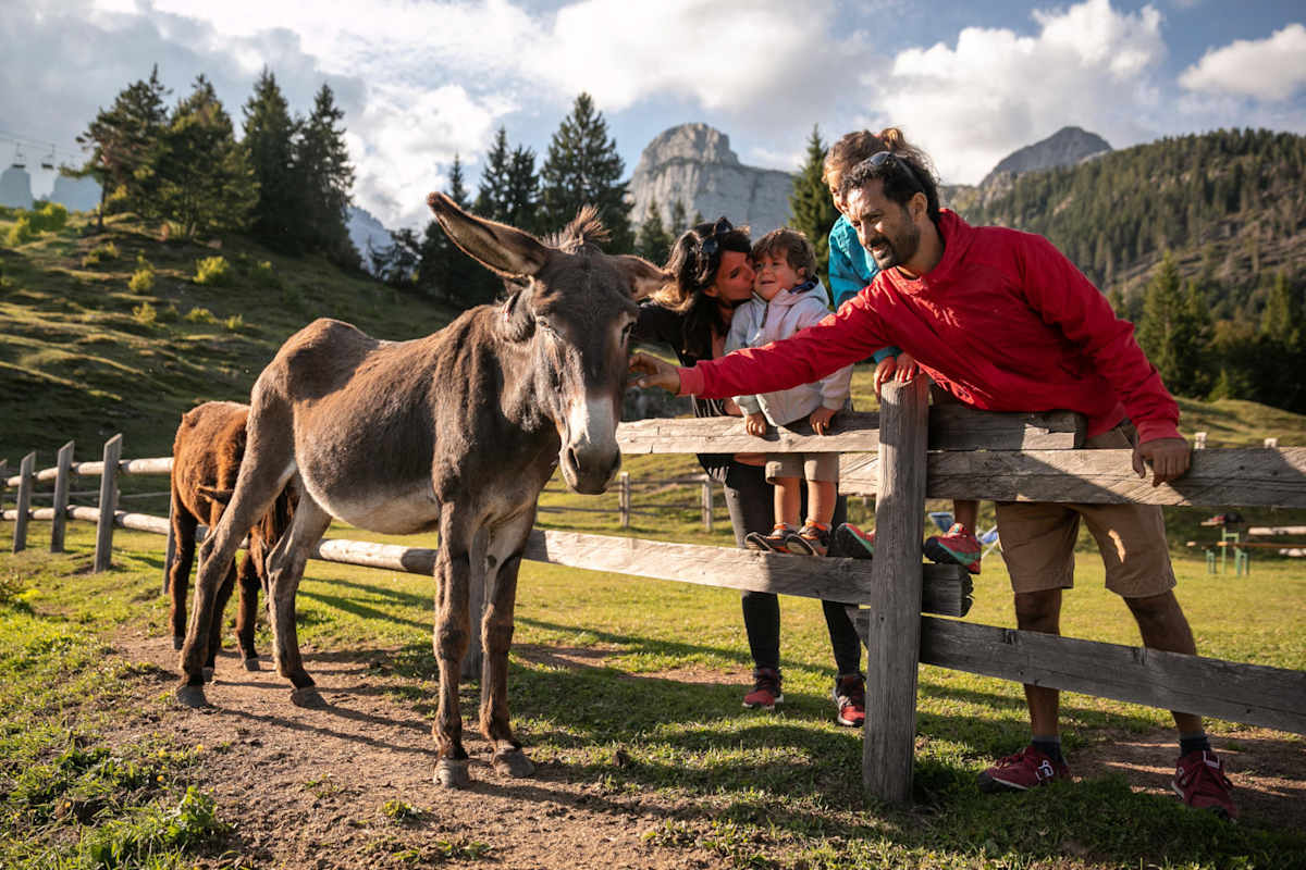 Eine Familie mit zwei Kindern steht auf der grünen Wiese einer Alm im Trentino. Der Vater streichelt einen Eseln.