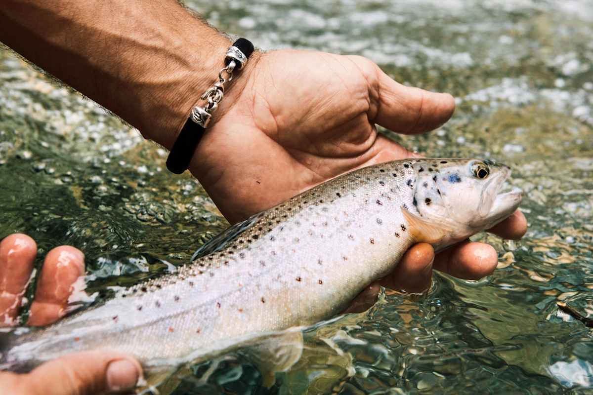 Fisch frisch gefangen aus dem Bach
