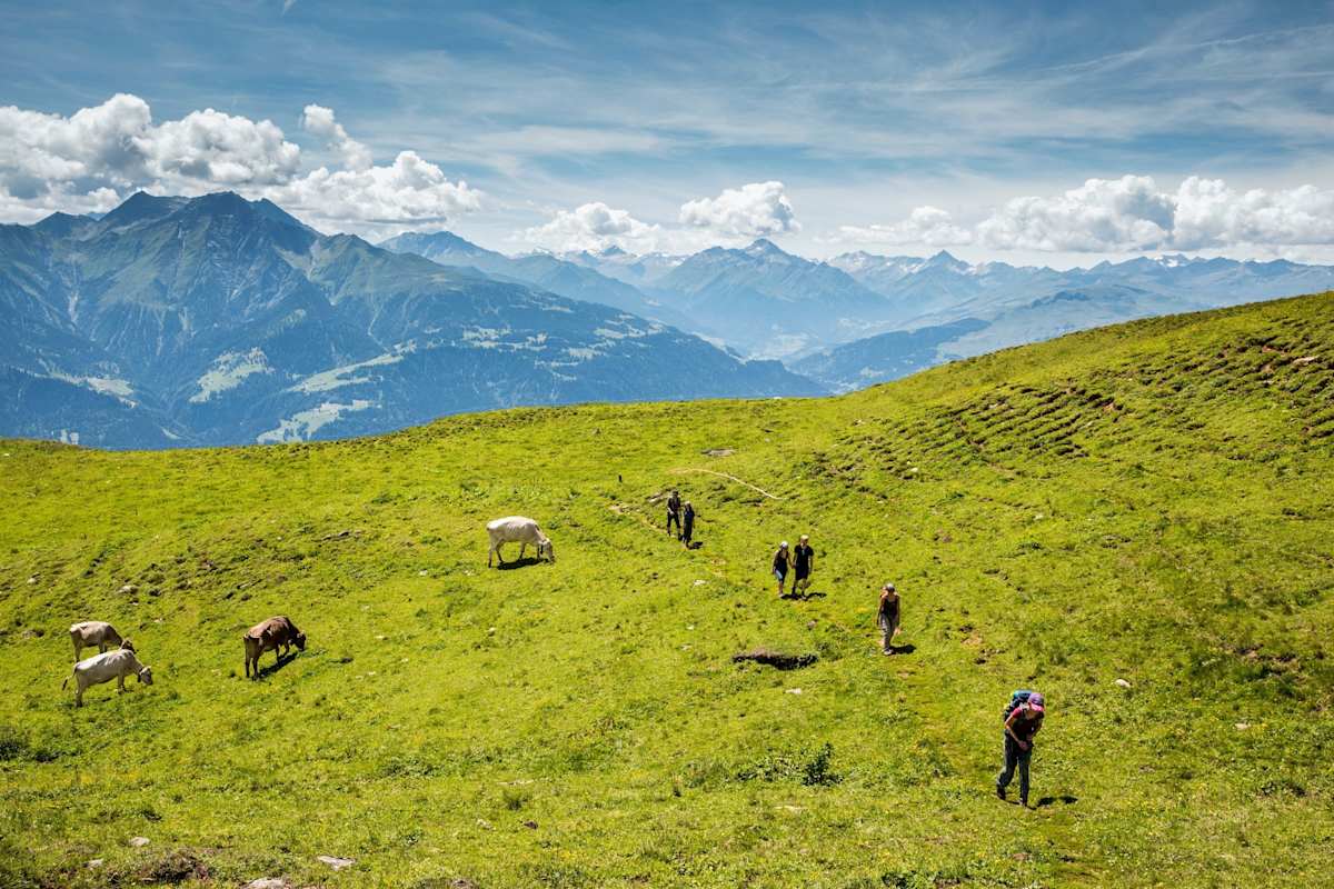 Kühe grasen auf der Weide.