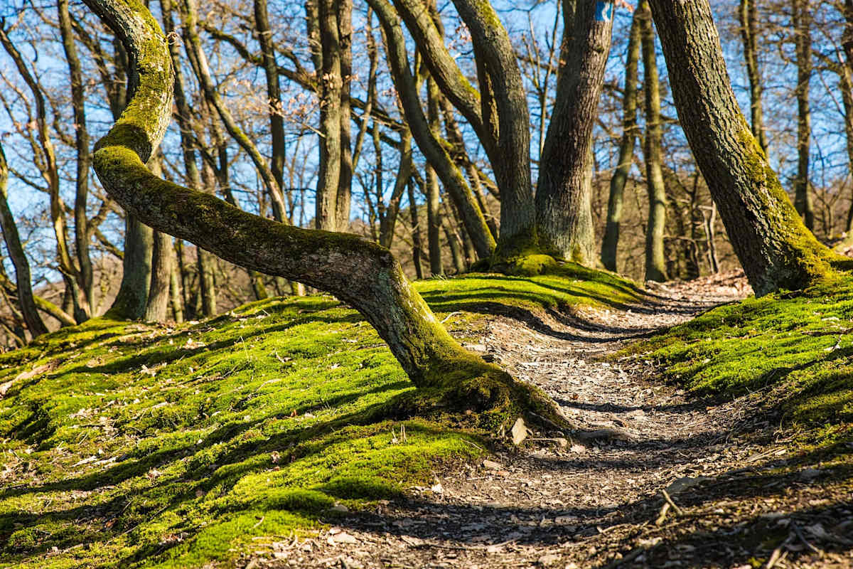 Bäume setzen Moleküle frei, die Stresshormone senken.