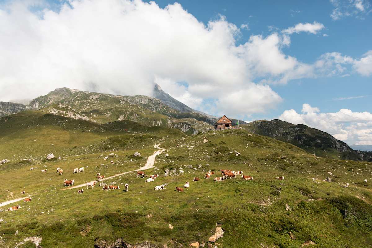 Die Franz-Fischer-Hütte im Naturpark Riedingtal mit Weidevieh und Zufahrtsweg