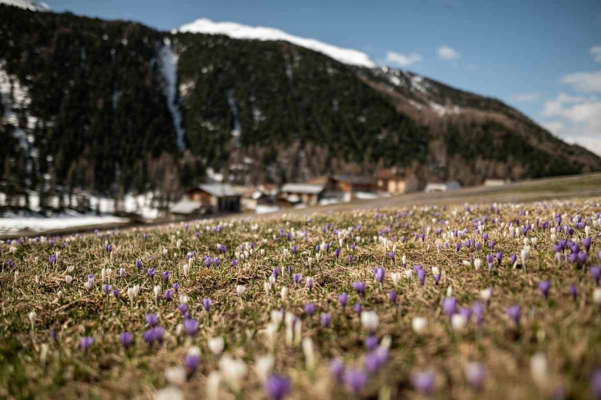 Frühlingszauber im Vinschgau: Wenn die Natur erwacht und die Täler in leuchtenden Farben erstrahlen.