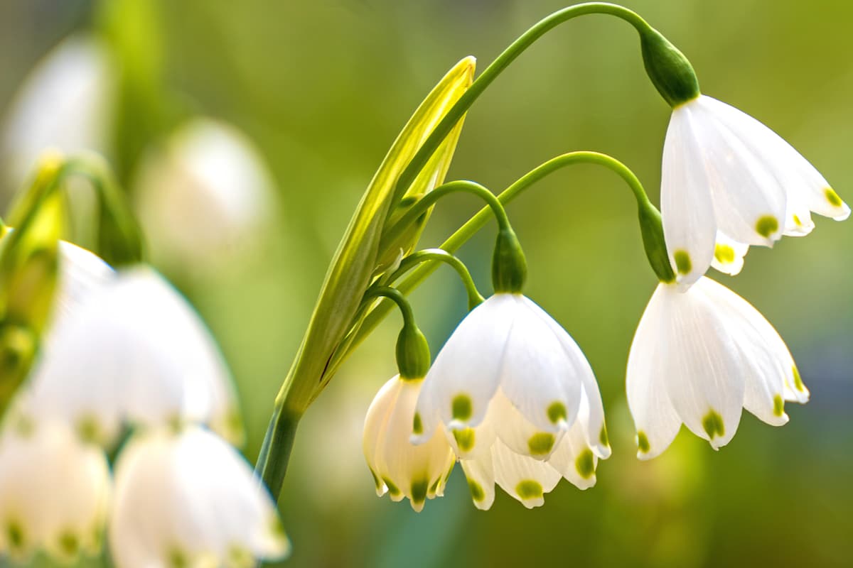 Frühlingswandern Märzenbecher