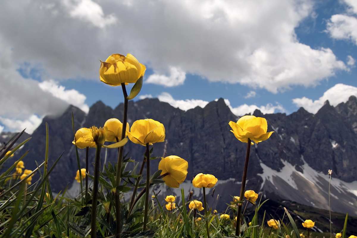 Frühlingswanderung zur Blütezeit der Trollblume im Karwendel in Tirol