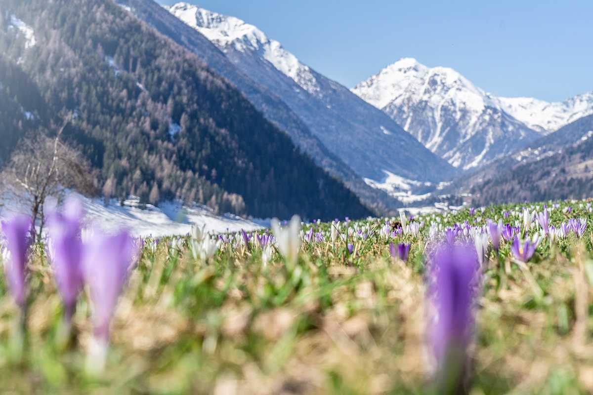 Die ersten Krokusse sprießen im Nationalpark im Ultental.