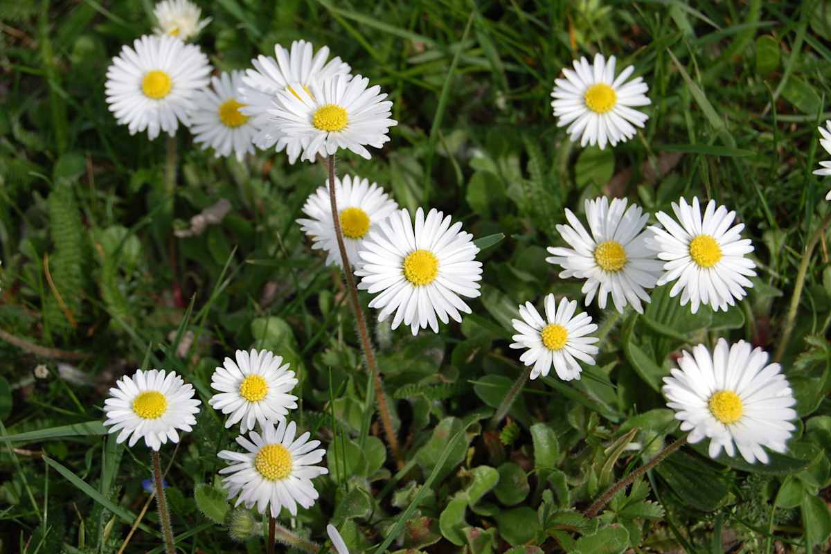 Das Gänseblümchen zählt zu den ersten Blüten des Jahres