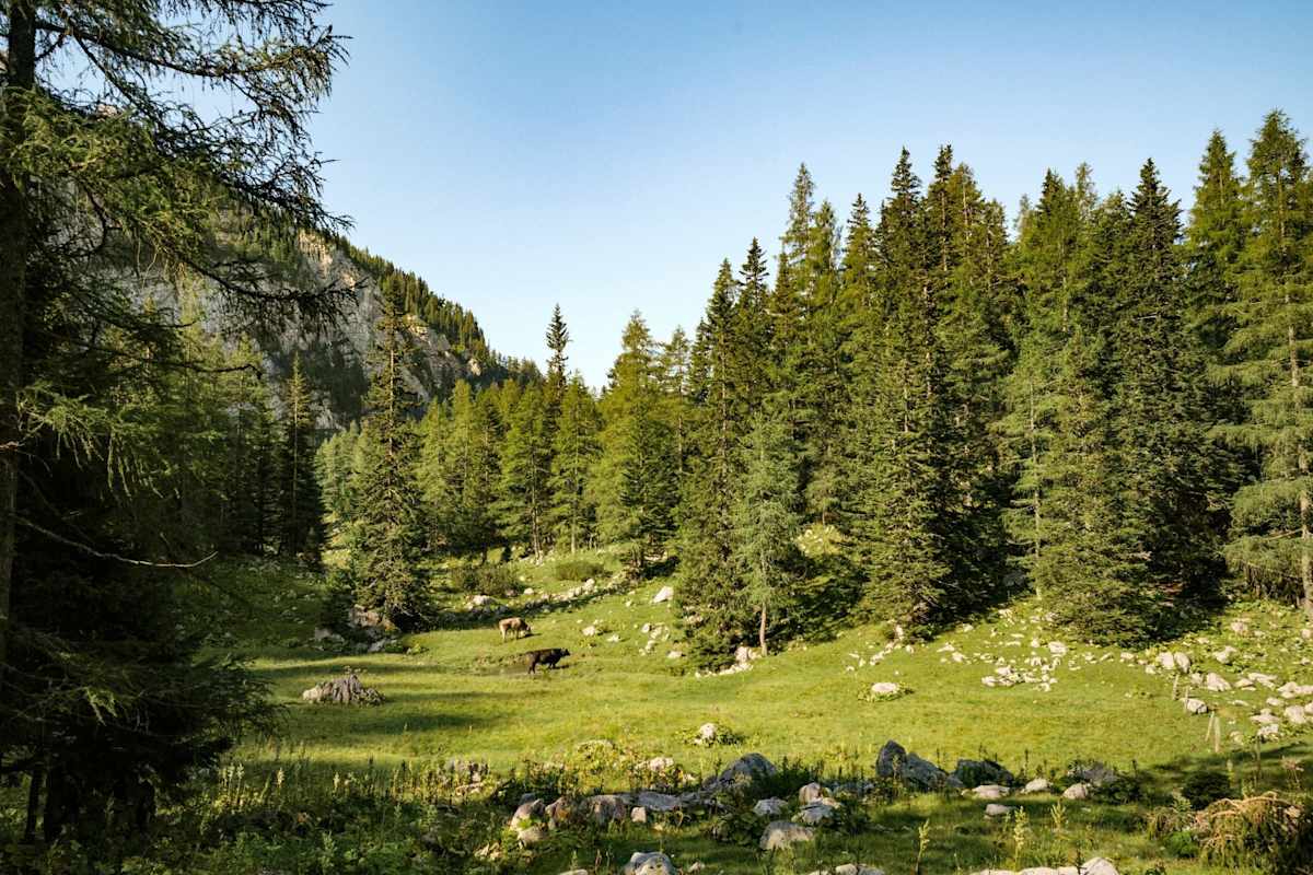 Sanfte Almlandschaften beim Anstieg