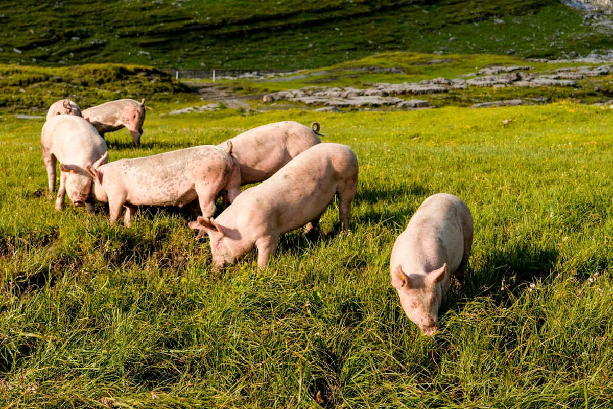 Schweine auf der Wiese.